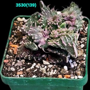 Faucaria tuberculosa `Aranami` (croco fa.) (6x6)-3530(139)