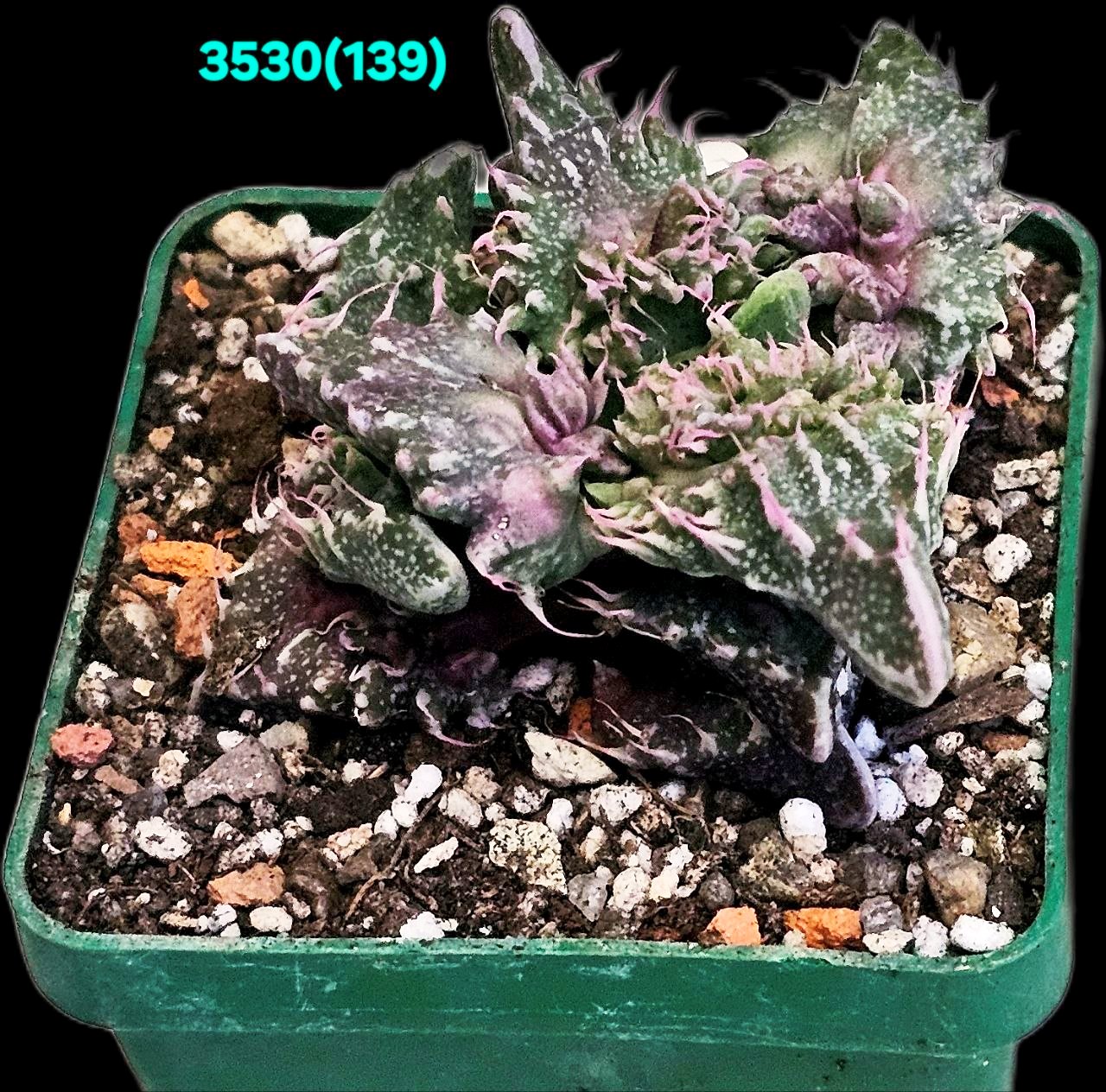 Faucaria tuberculosa `Aranami` (croco fa.) (6x6)-3530(139)