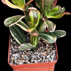Crassula ovata `Solana` fa. variegata -Korea (9x9)-3536(59)