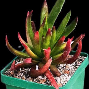 Crassula nudicaulis `Devil’s Horns` (6x6)-3537(46)