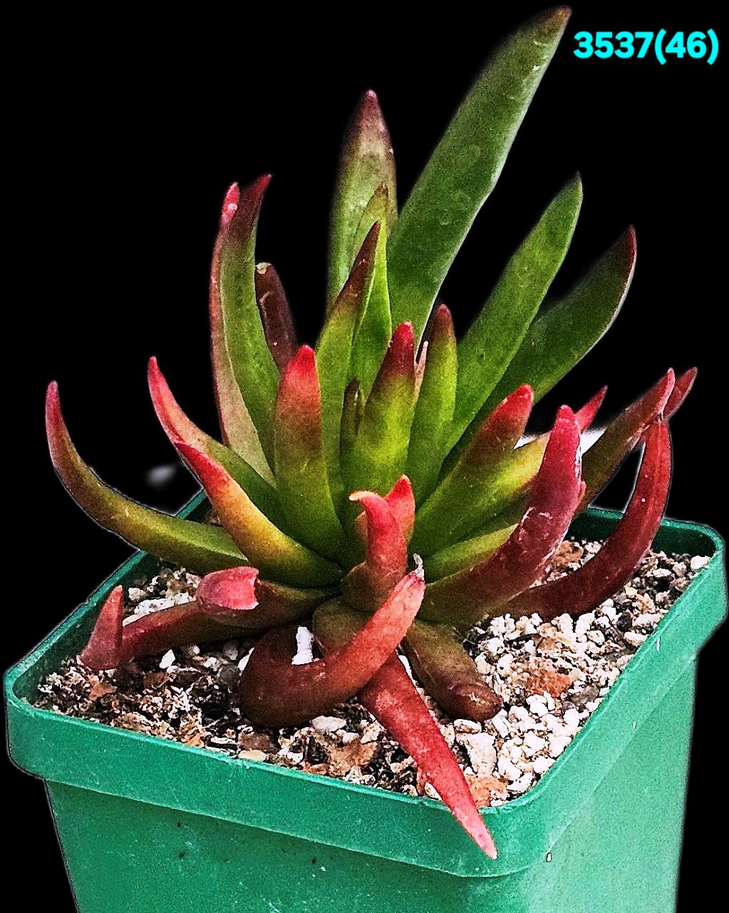 Crassula nudicaulis `Devil’s Horns` (6x6)-3537(46)