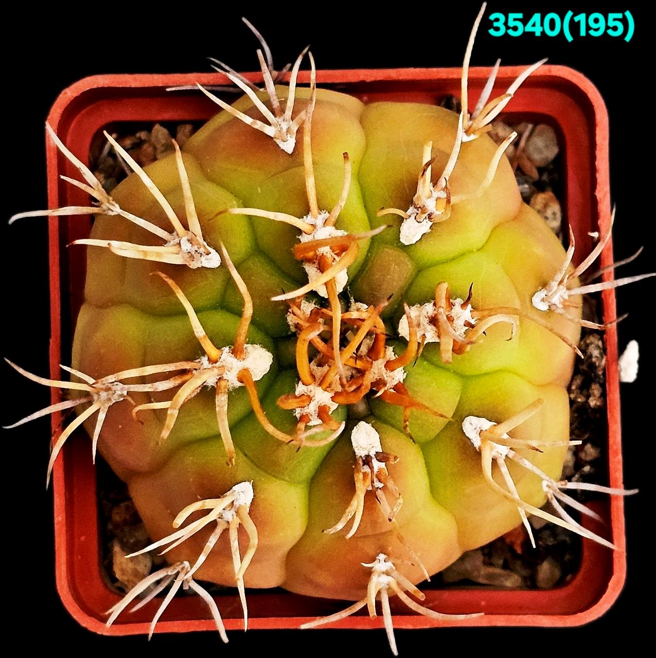 Gymnocalycium euripleurum fa. incultispinus (abnormal spines)  (6x6)-3540(195)