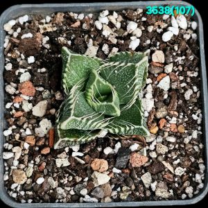 Faucaria tigrina – Linton (6x6)-3538(107)