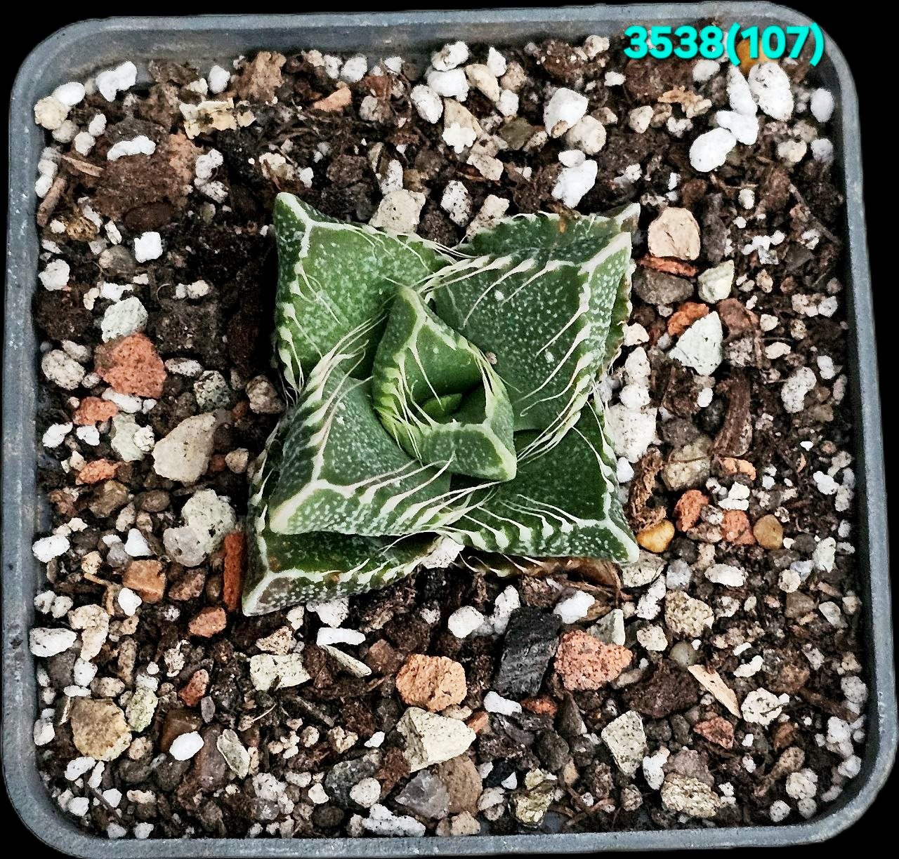 Faucaria tigrina – Linton (6x6)-3538(107)