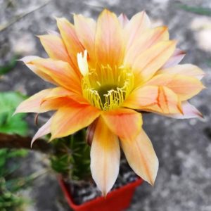 Echinopsis hybrids