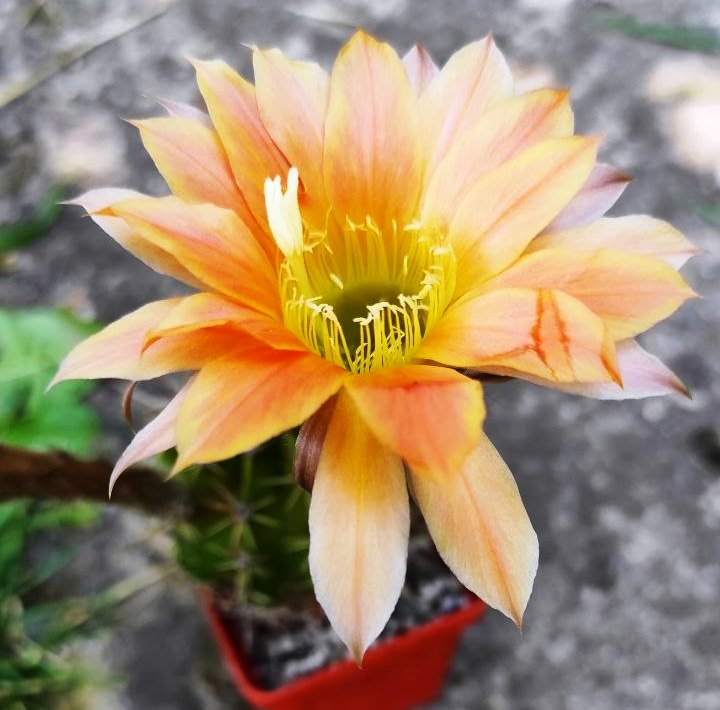 Echinopsis hybrids