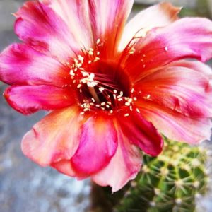 Echinopsis hybrids