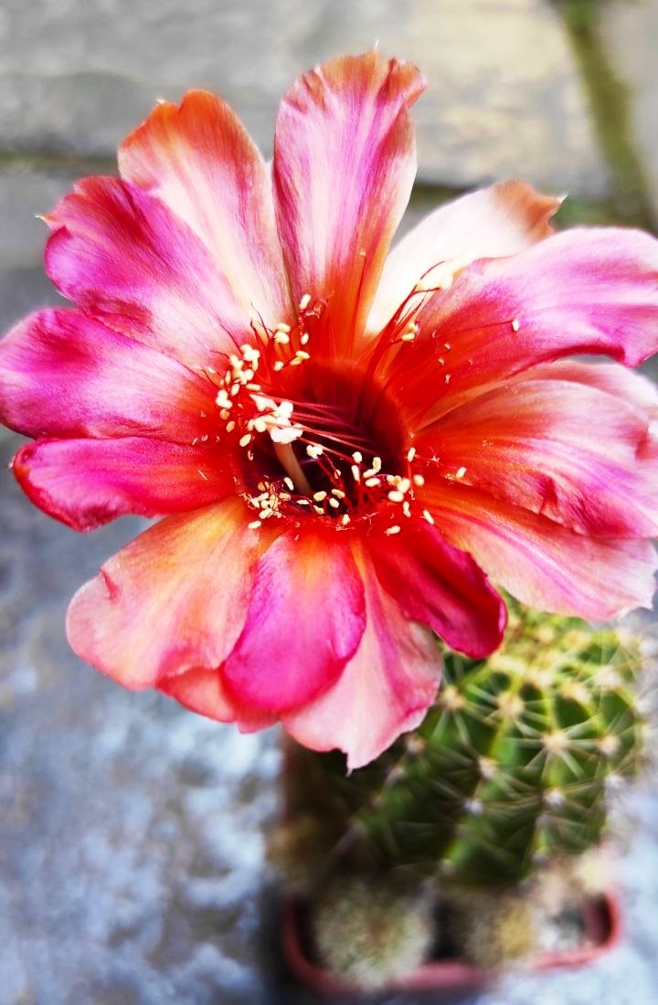 Echinopsis hybrids