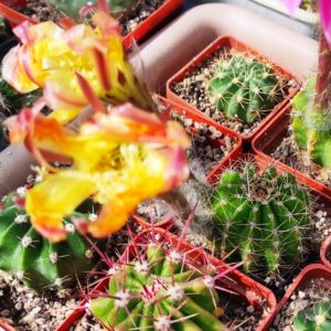 Echinopsis hybrids