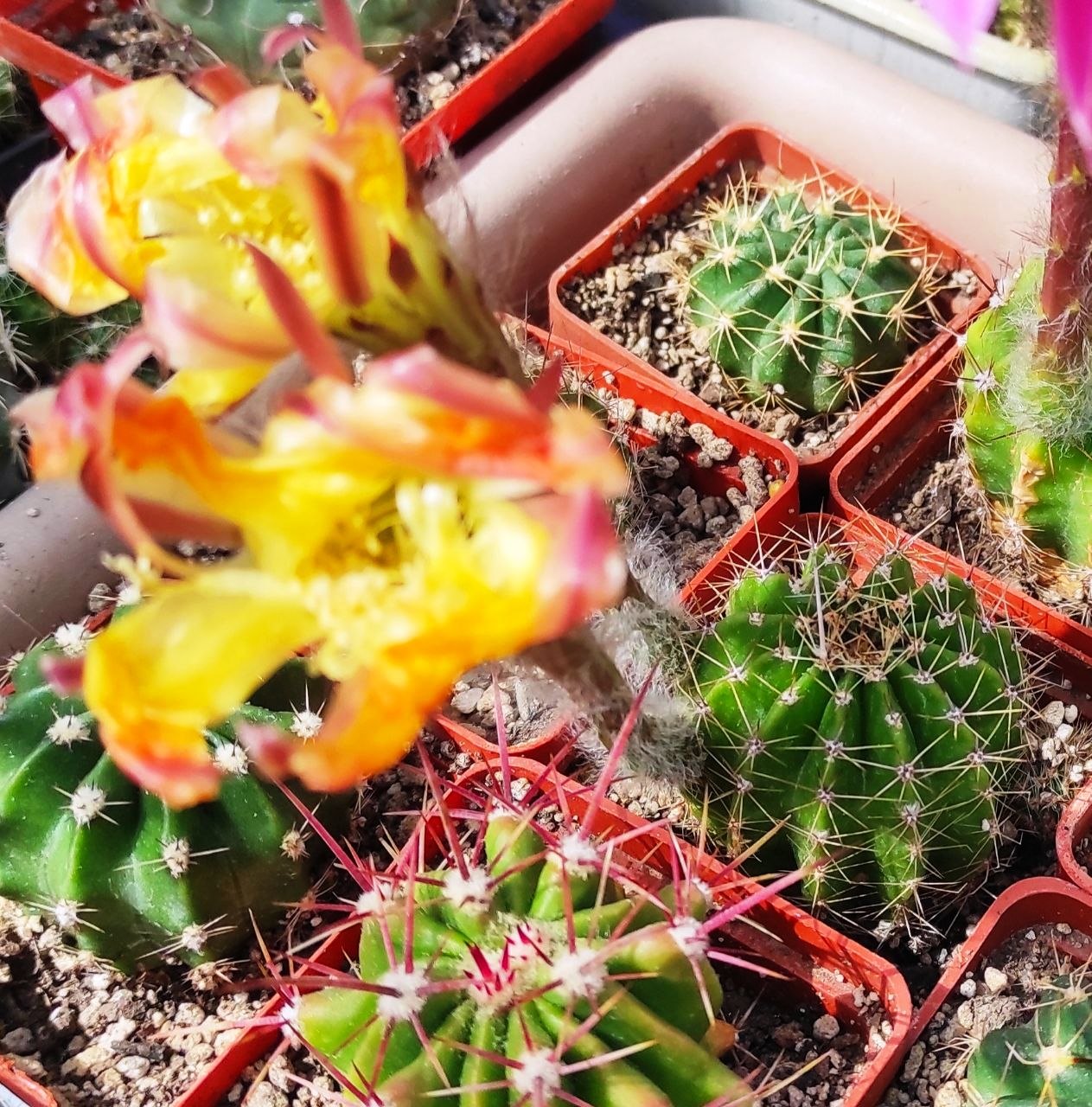 Echinopsis hybrids