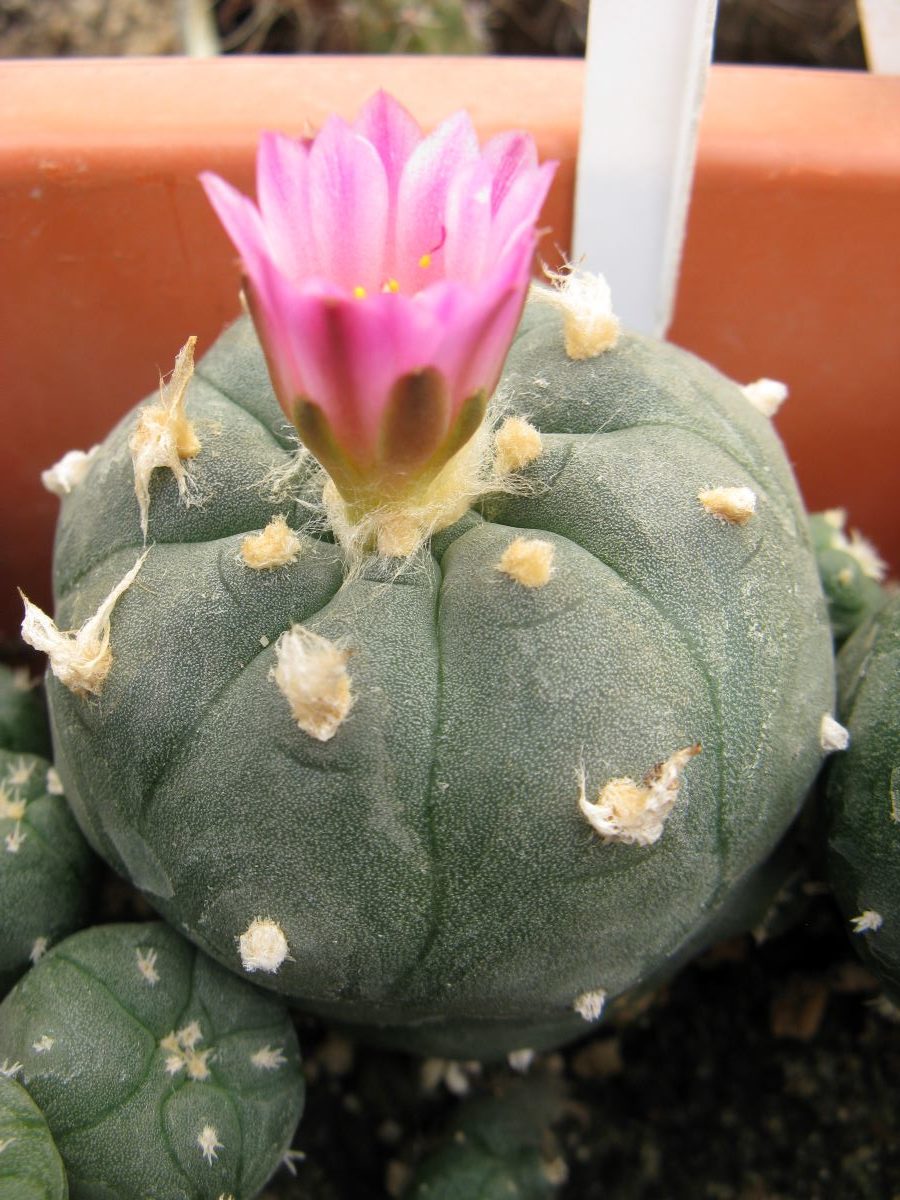 Lophophora jordaniana v caespitosa cl6