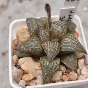 Haworthia magnífica splendens