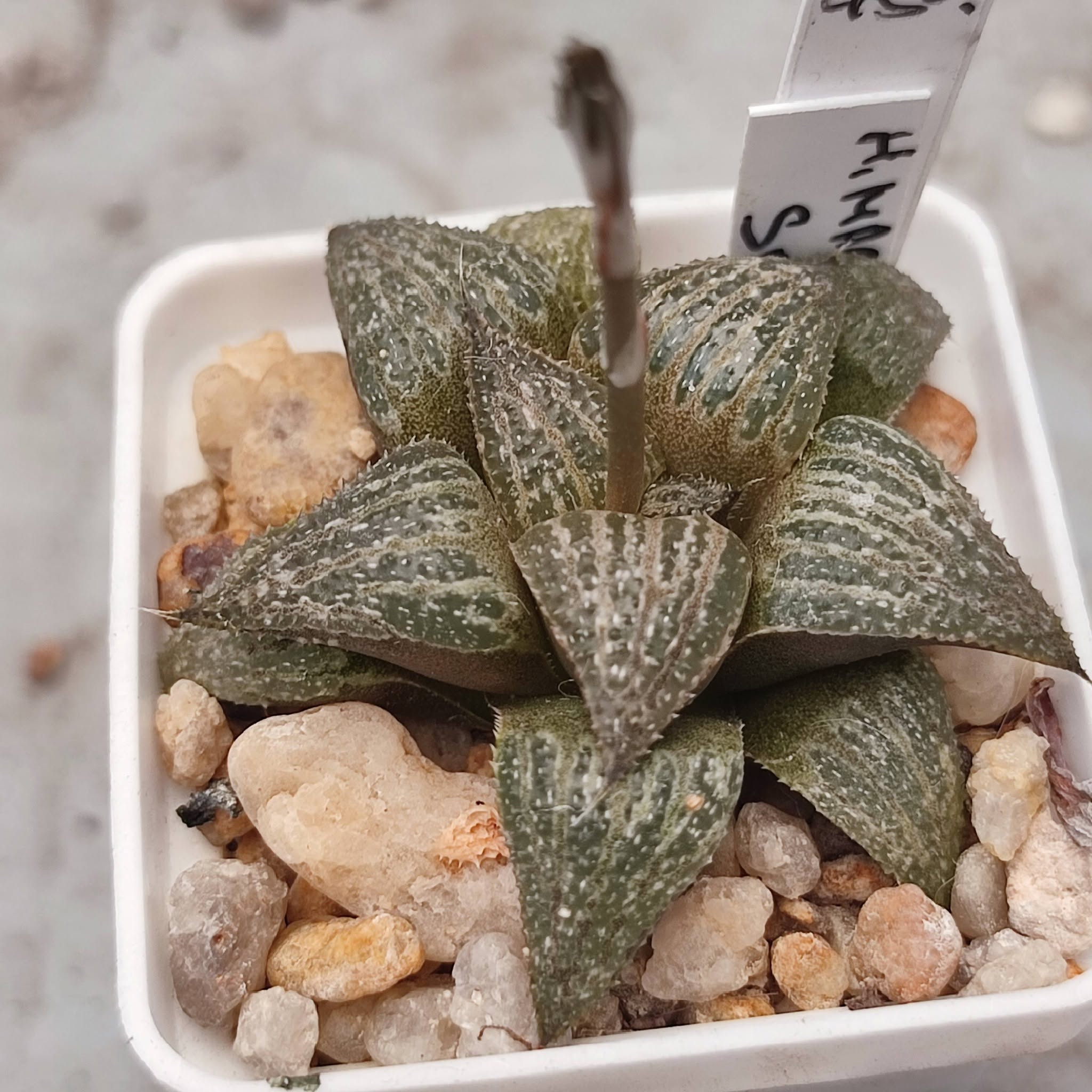 Haworthia magnífica splendens