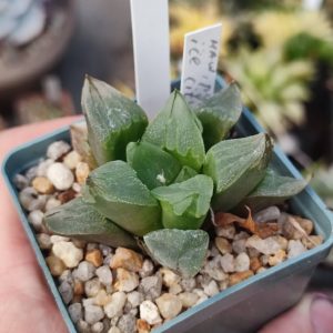 Haworthia Ice City
