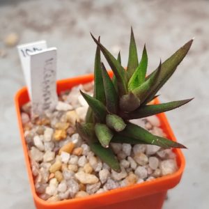 Haworthia globrata