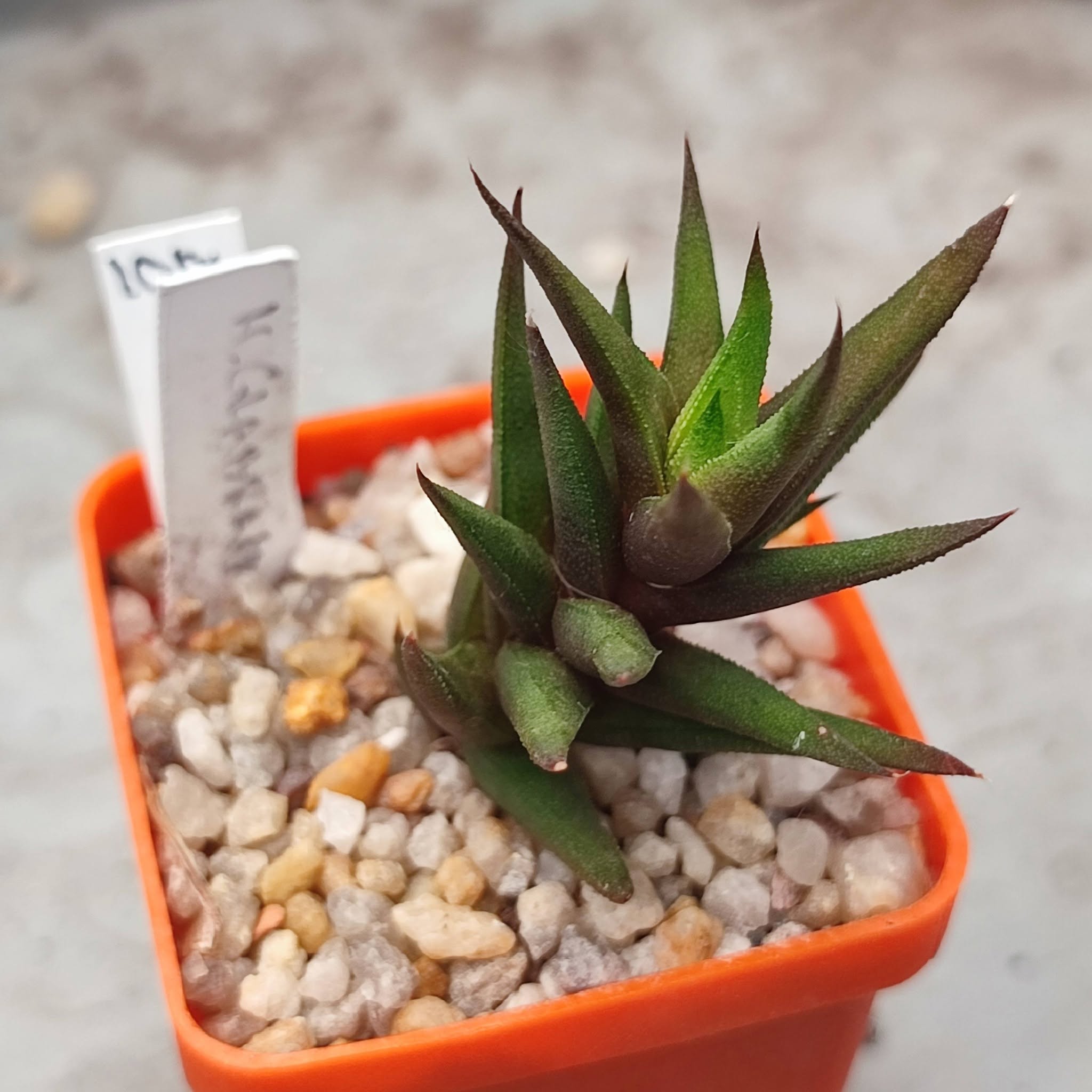 Haworthia globrata