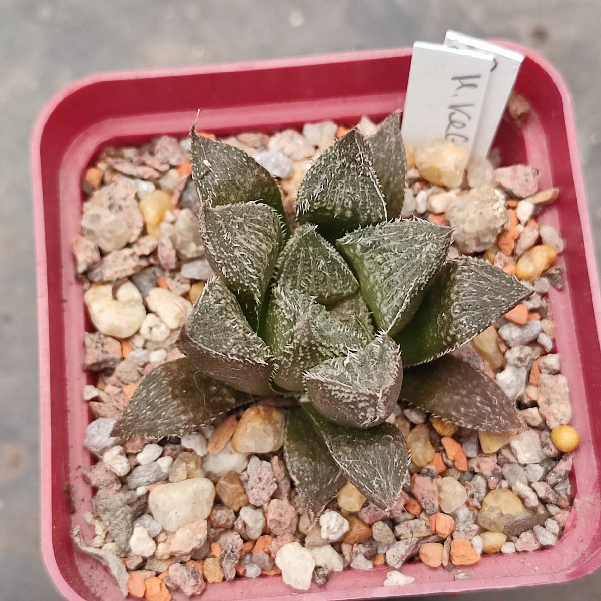 Haworthia selection