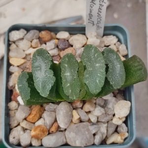 Haworthia truncata CV Mammoth