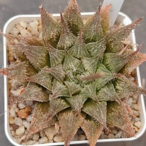 Haworthia hakuma hybrid