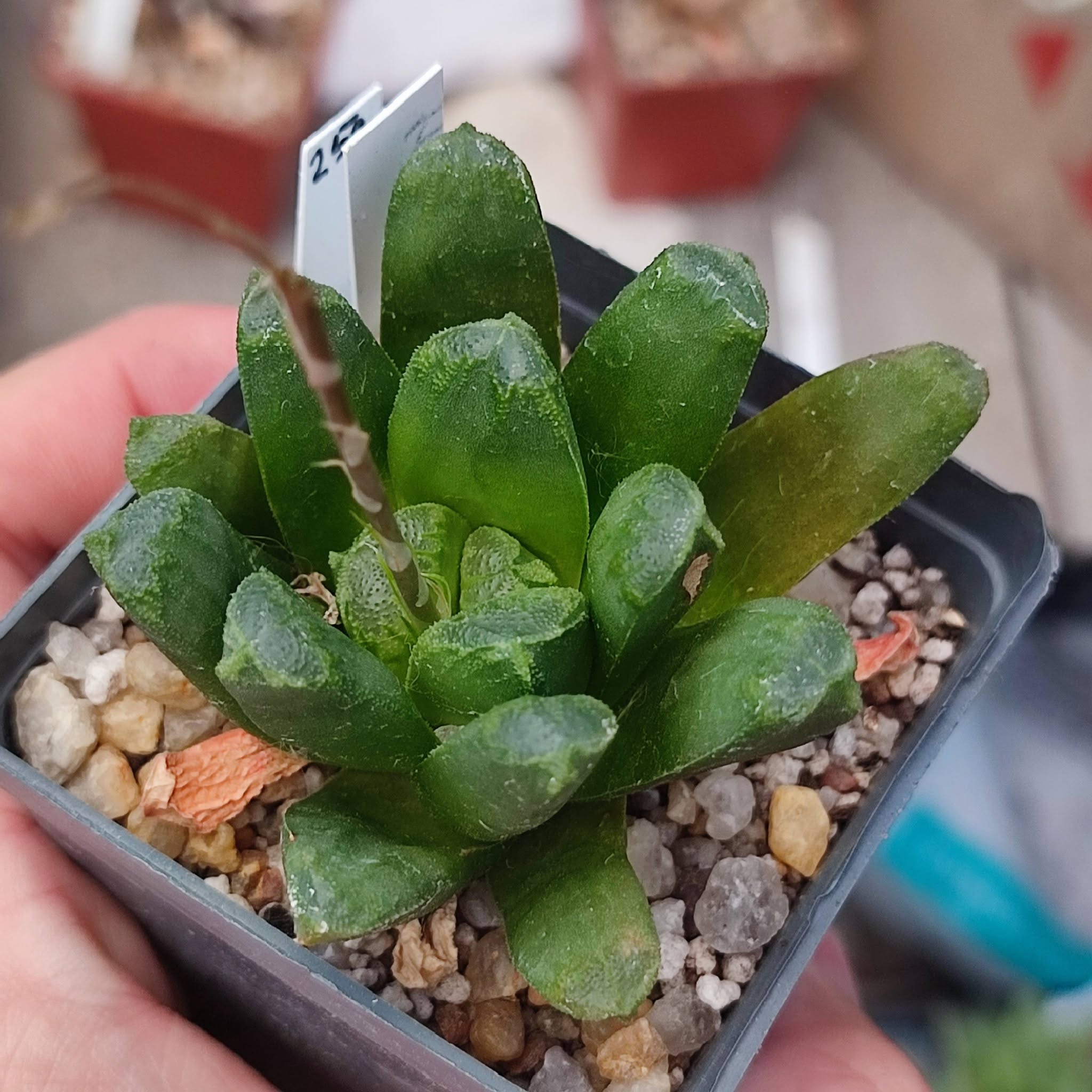 Haworthia MIG2