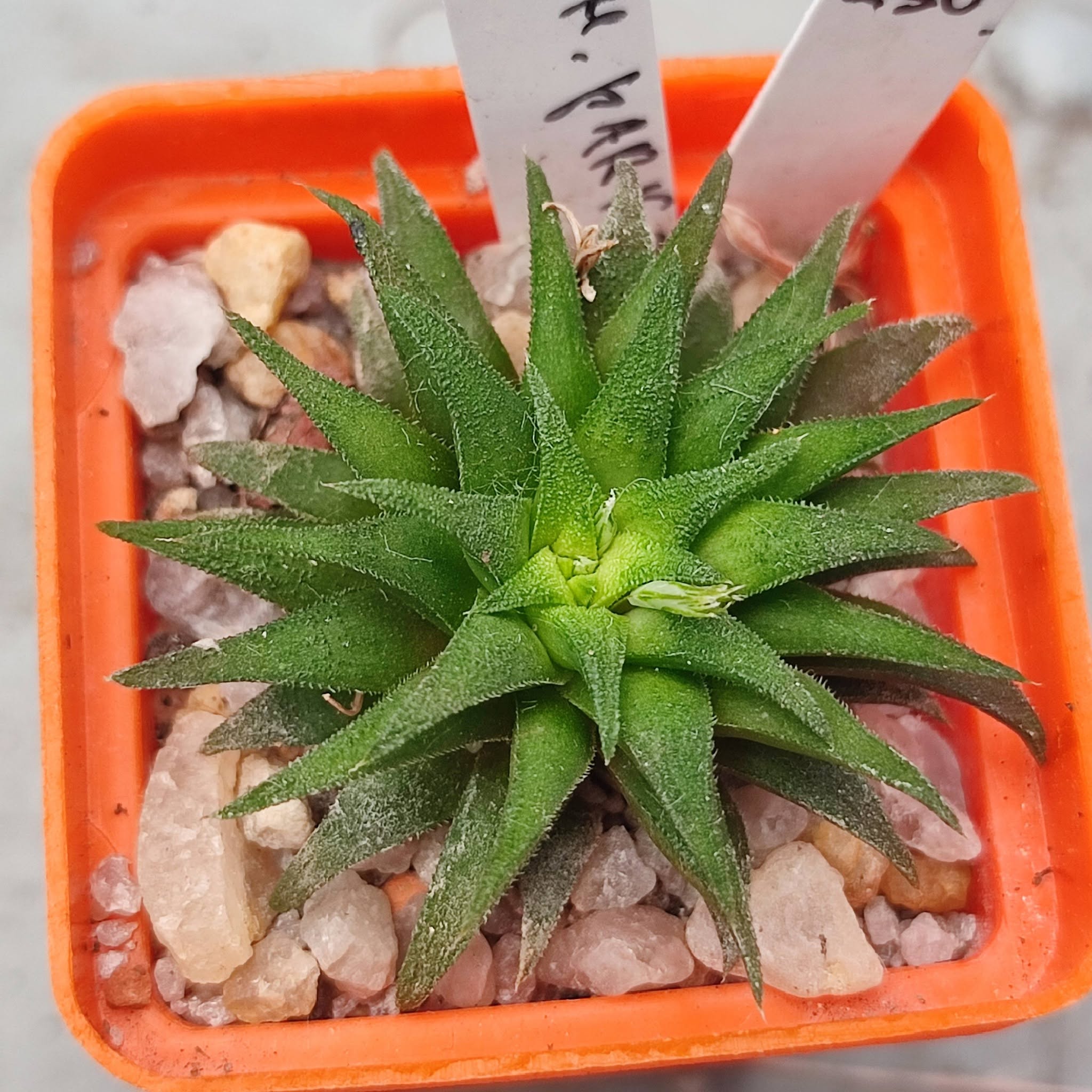 Haworthia parkxiana