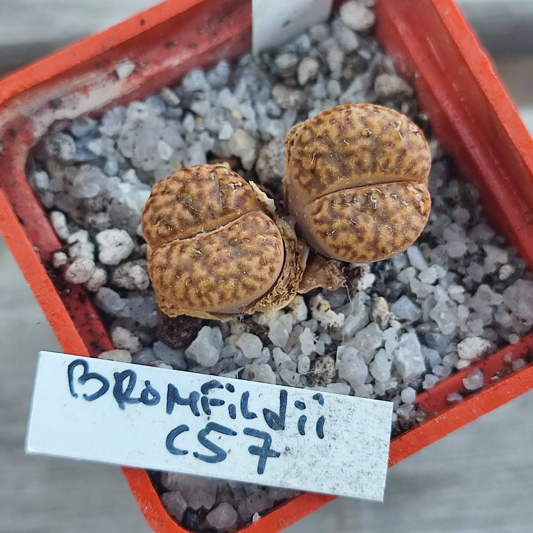 lithops bromfildii C57