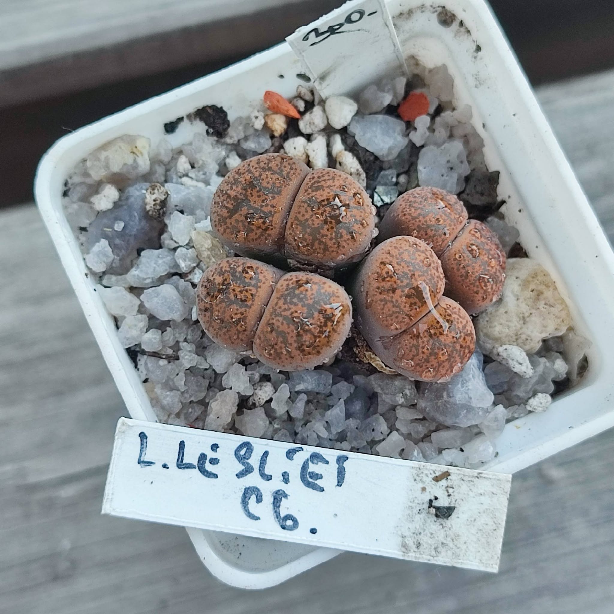 lithops lesliei c6