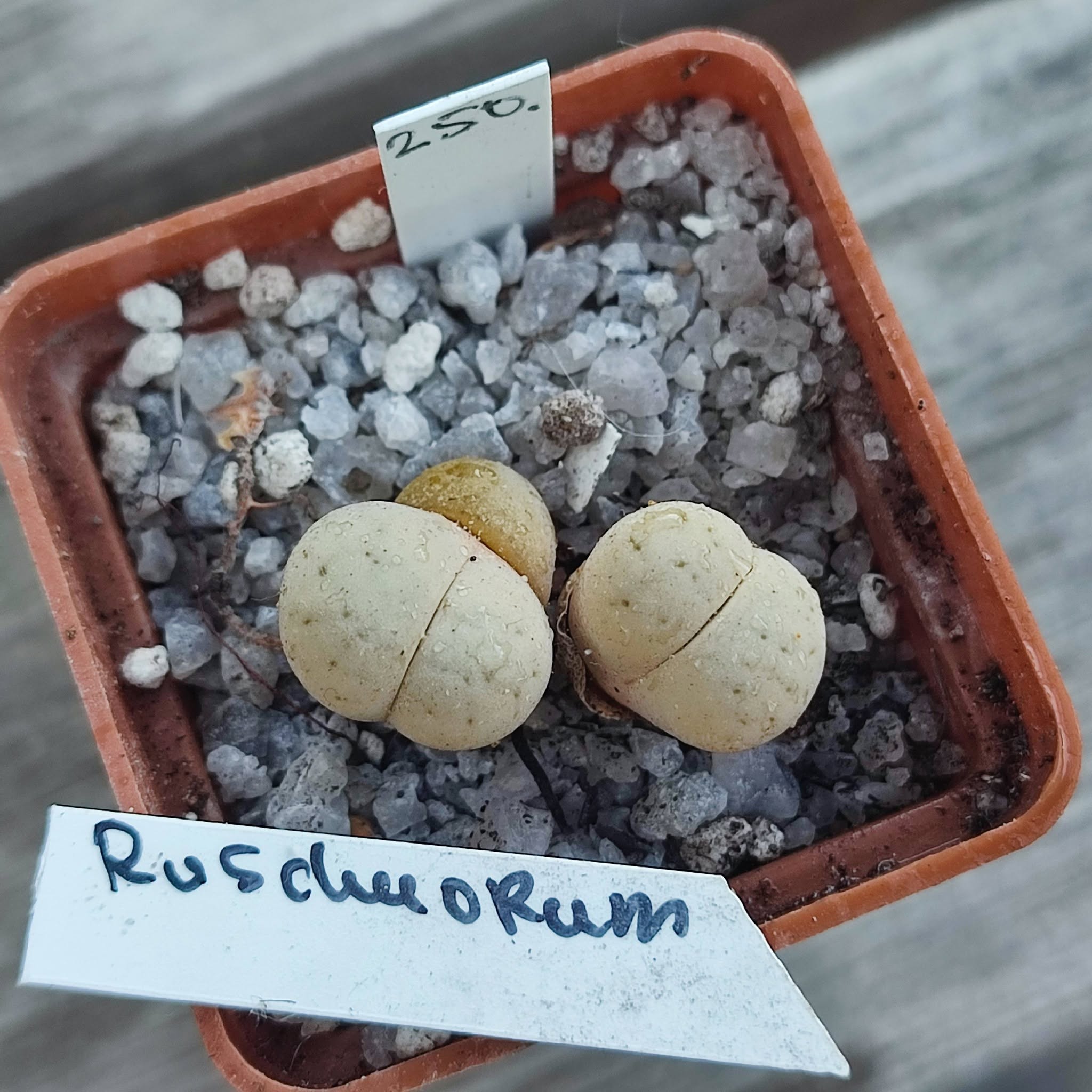 lithops ruschiorum