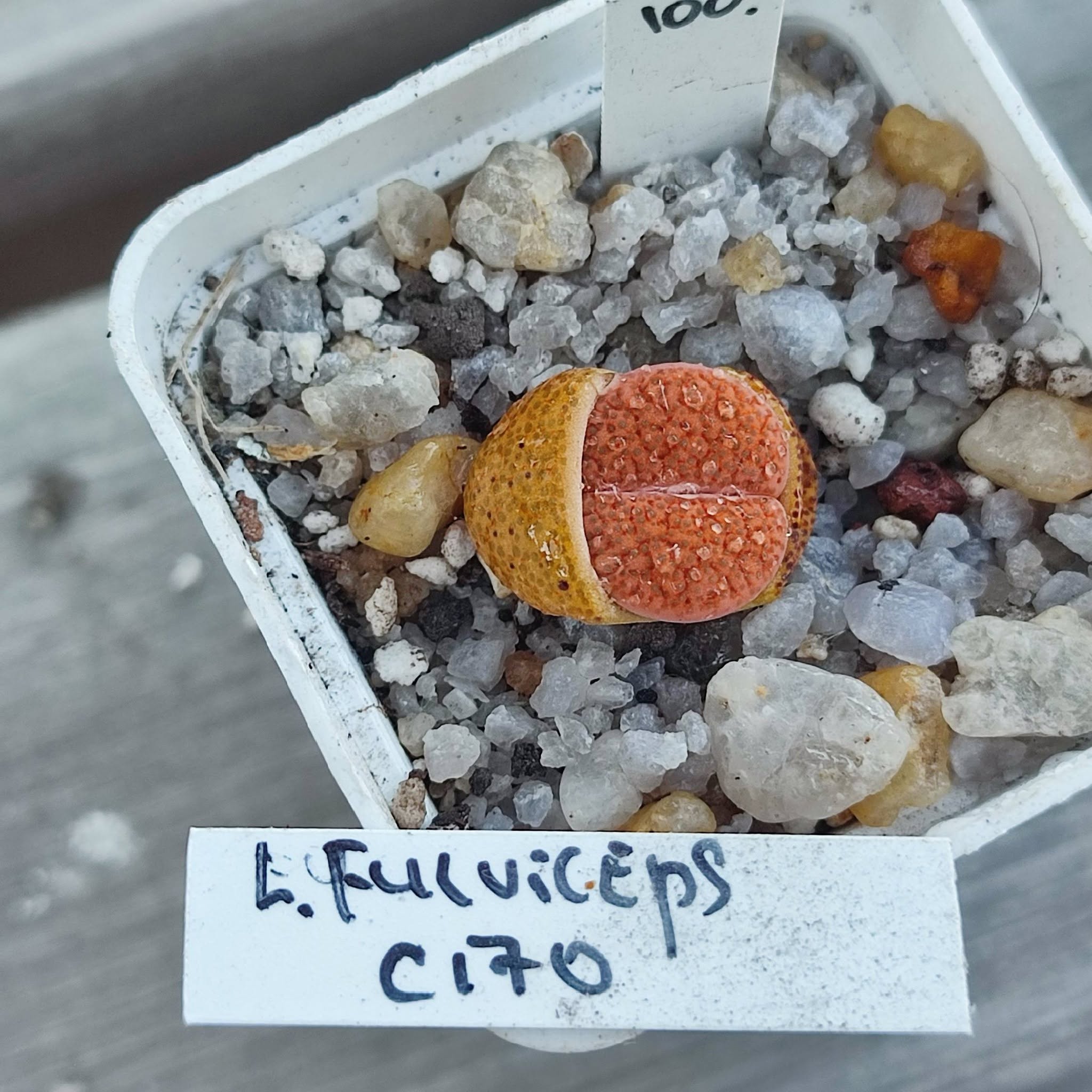 lithops fulviceps c170
