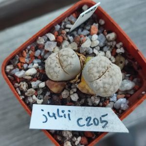 lithops julii c205