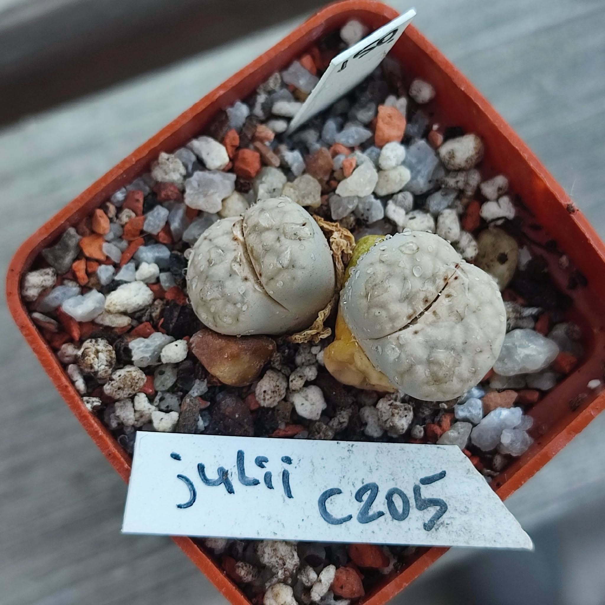 lithops julii c205