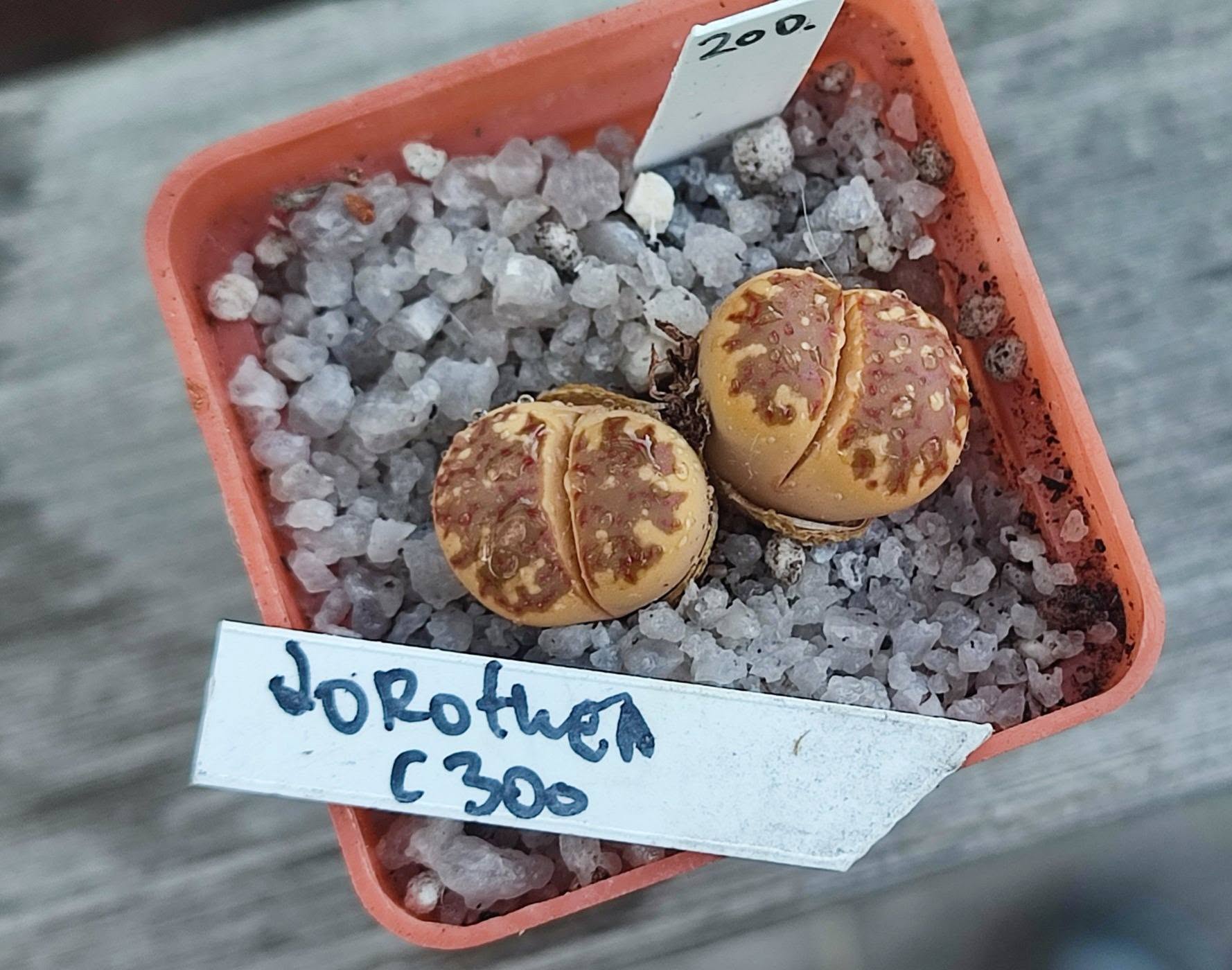 lithops dorothea C300
