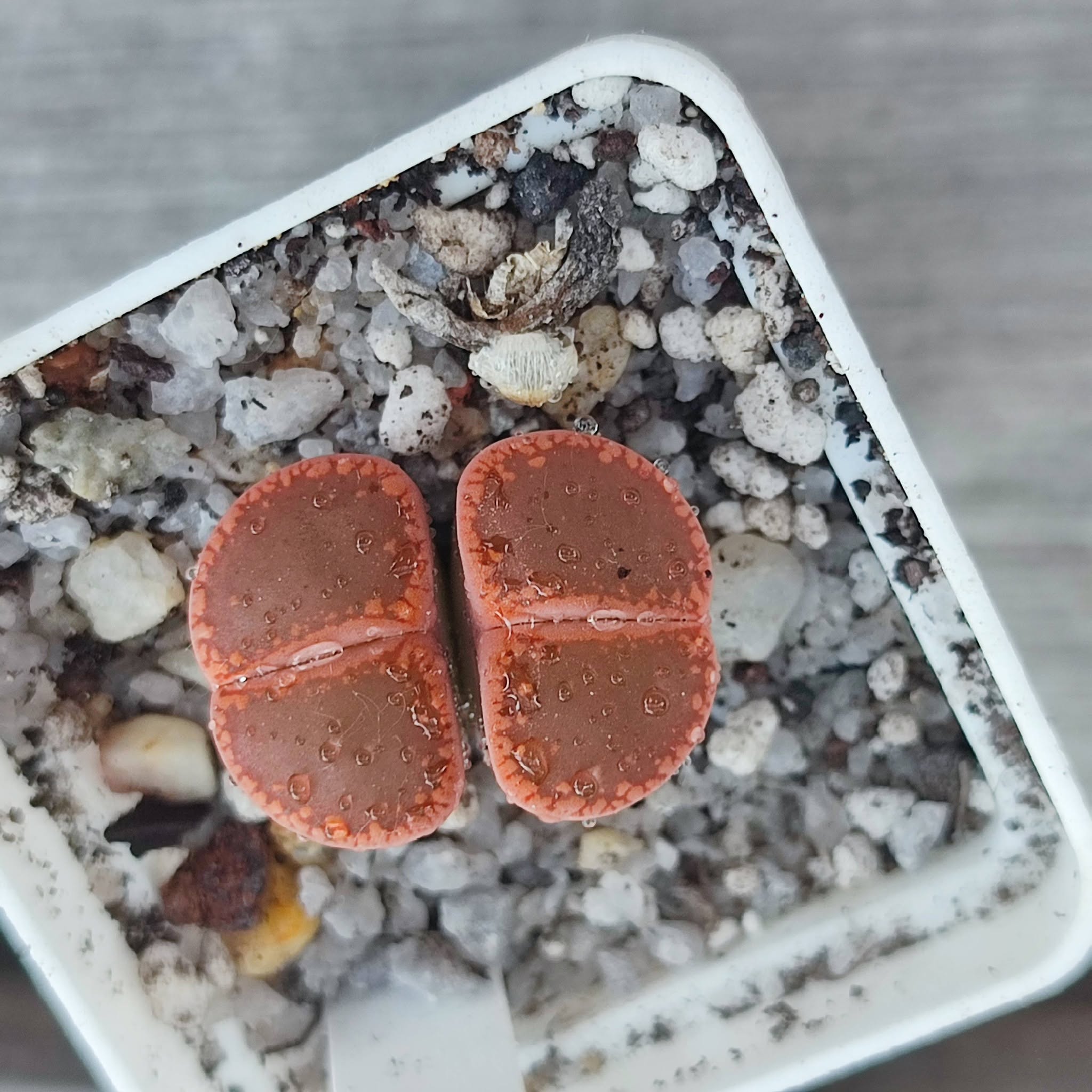 lithops aucampiae selection open windows