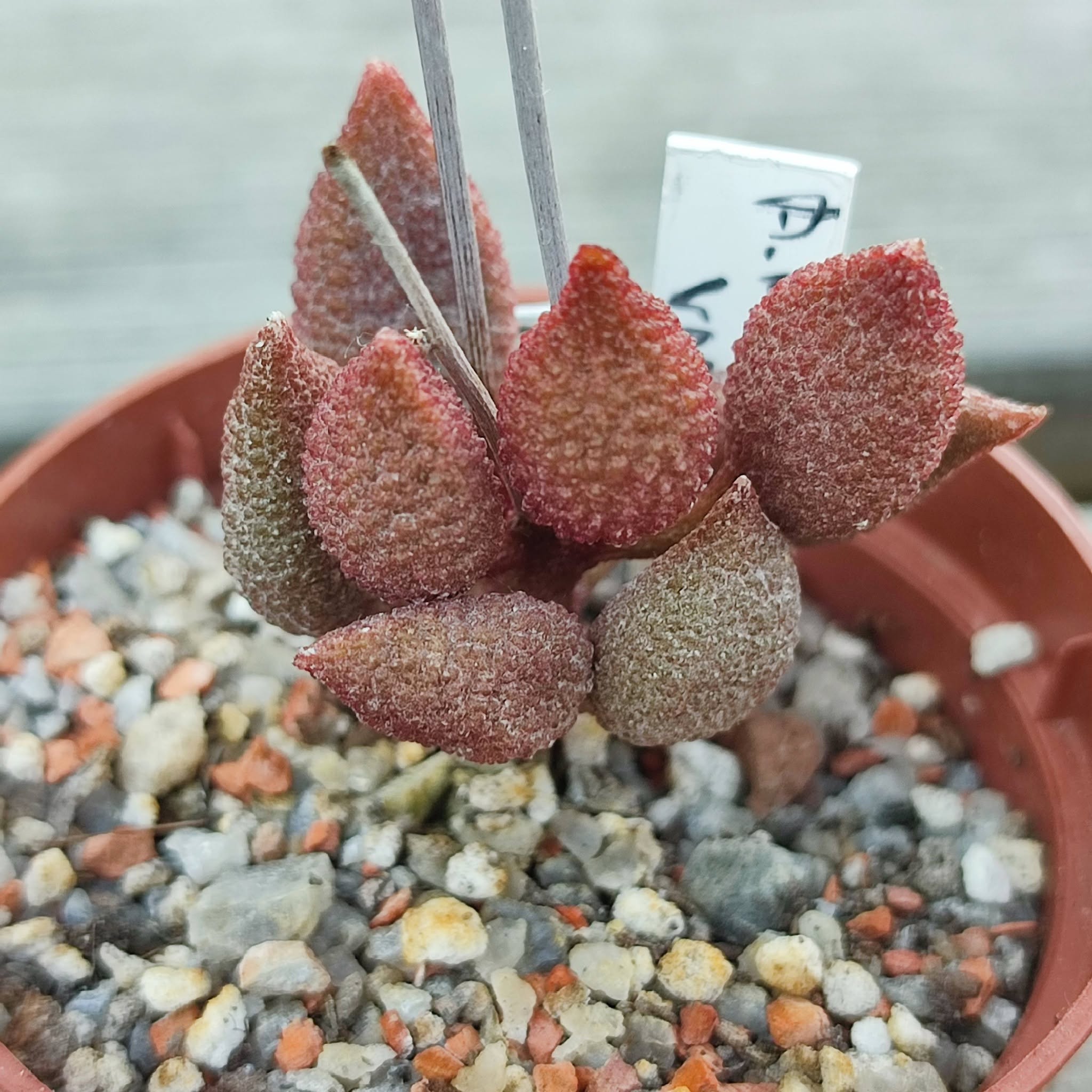 Adromischus Marianae herrei Vaalkraans