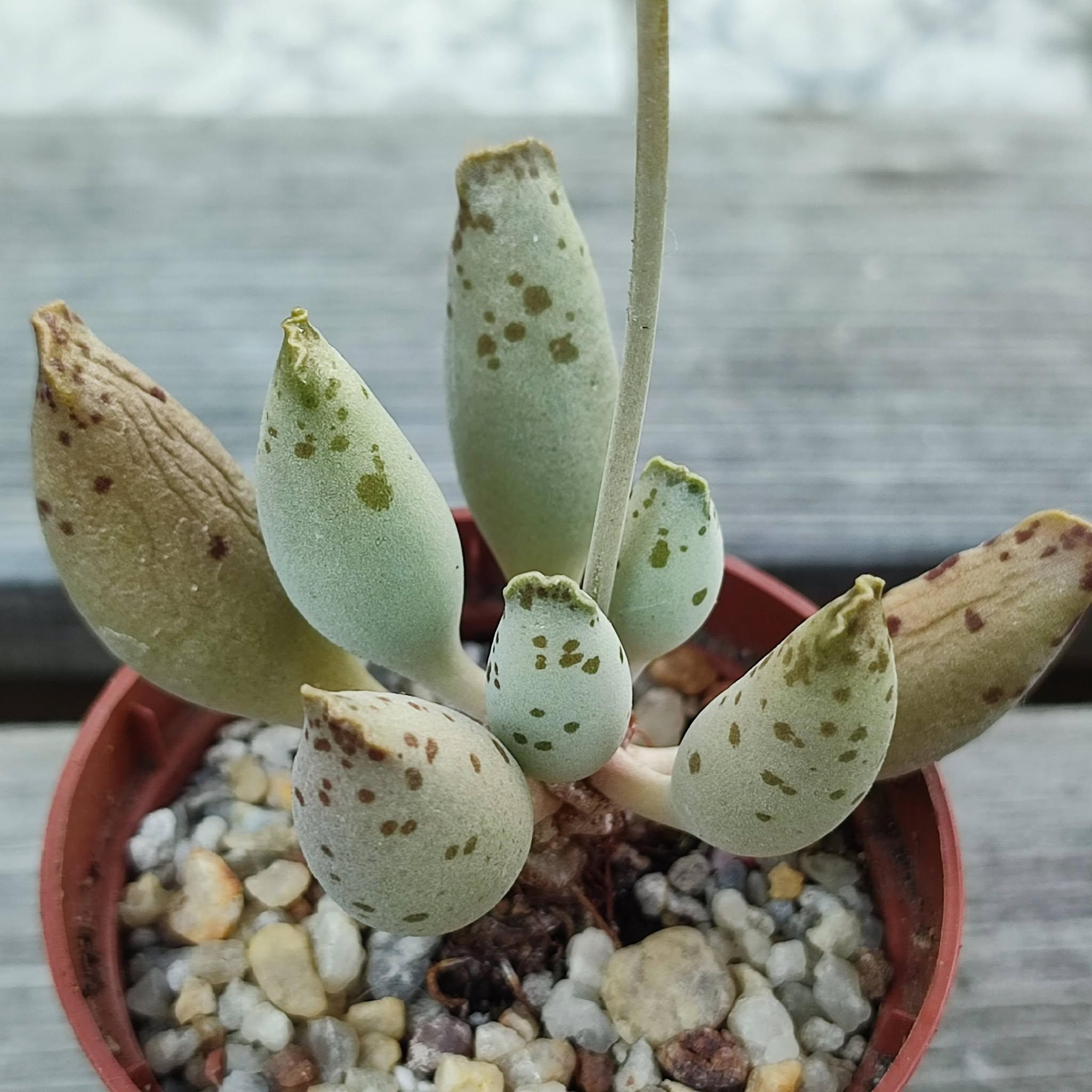 Adromischus silver tubes