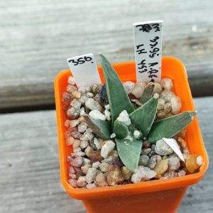 Ariocarpus retusa LH453