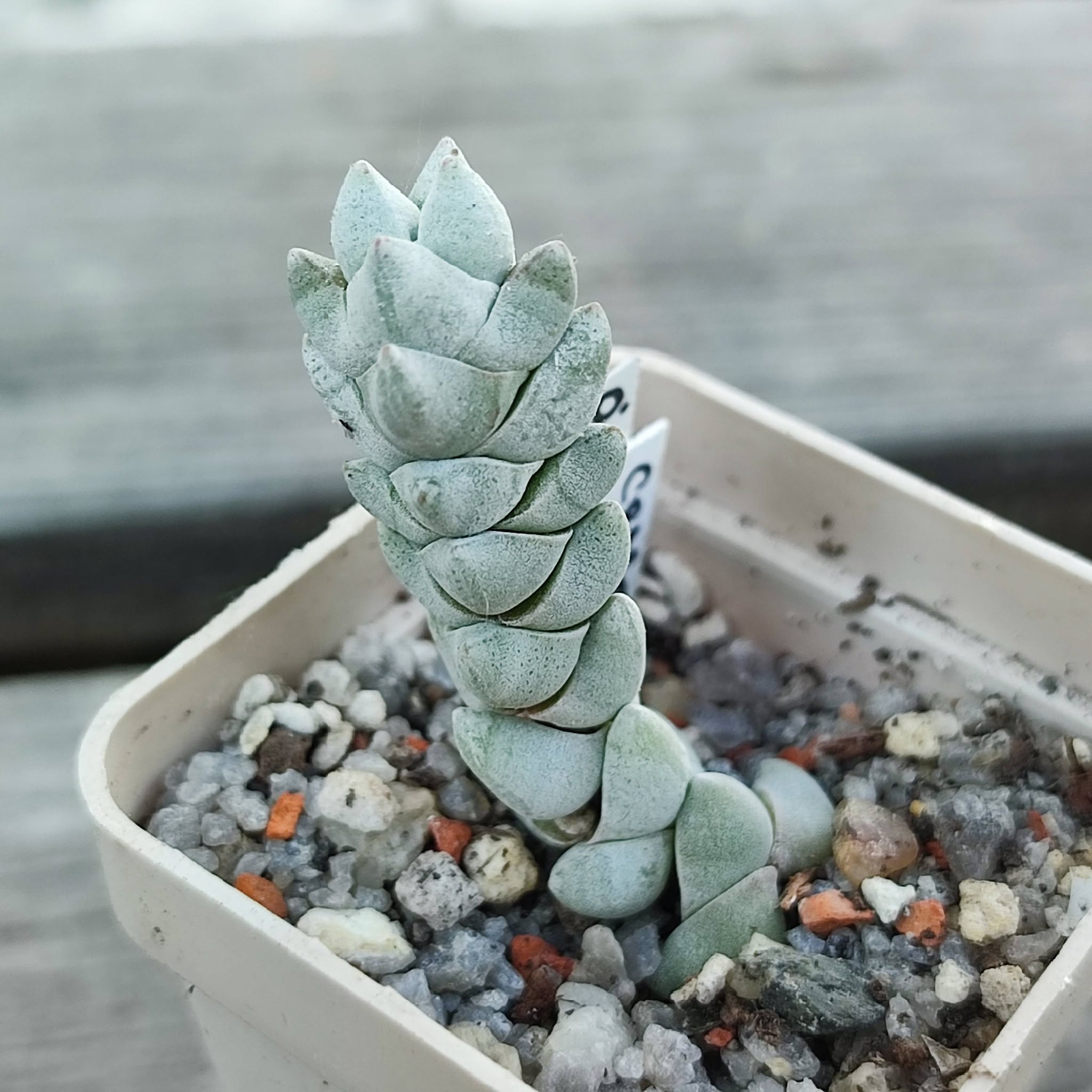Crassula deceptor