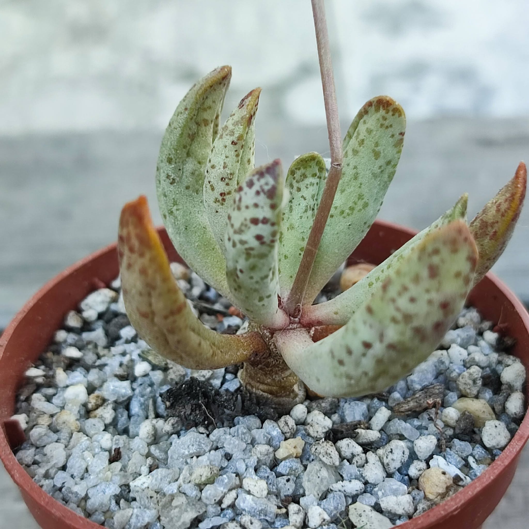 Adromischus Mammillaris PVB2119