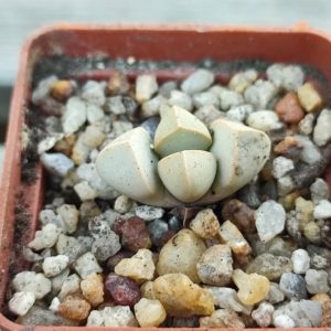 Lapidaria margaretae