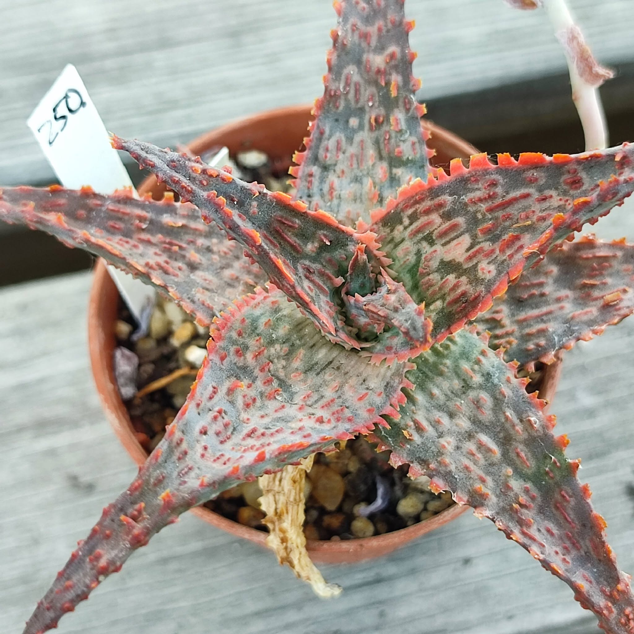 Aloe CV