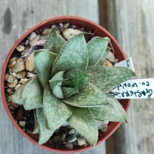 Gasteraloe CV Wonder
