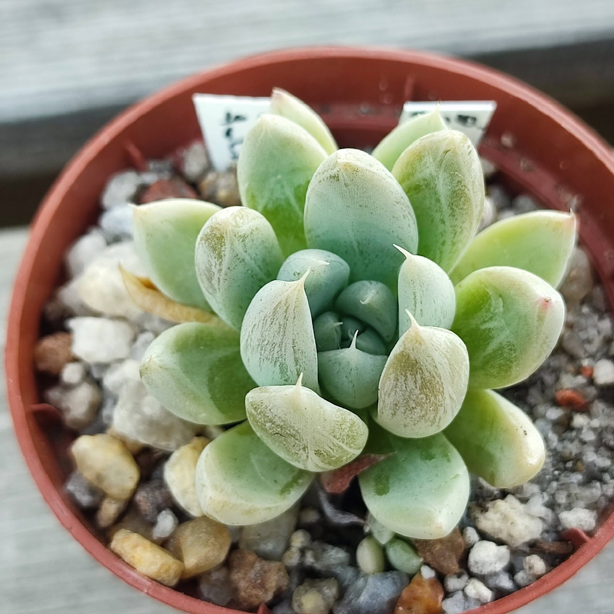 Echeveria tolimanense night night clouds