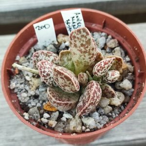Adromischus Marianae Bryan Makin