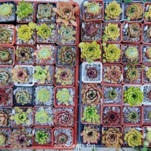 sempervivum mix ціна за 1 горщик