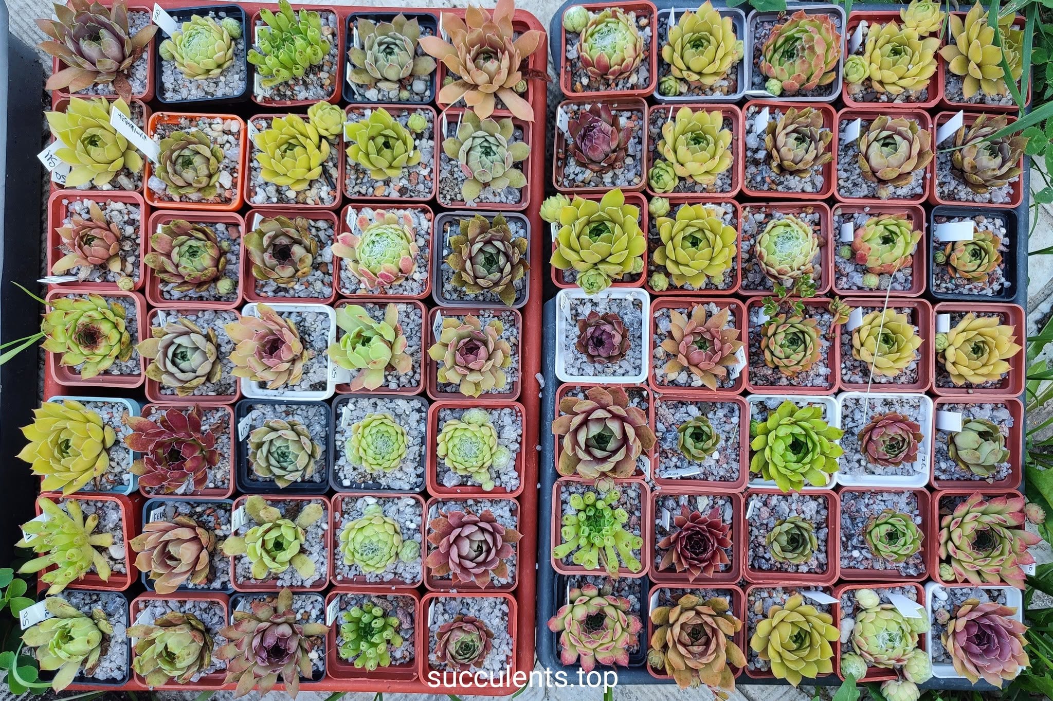 sempervivum mix ціна за 1 горщик