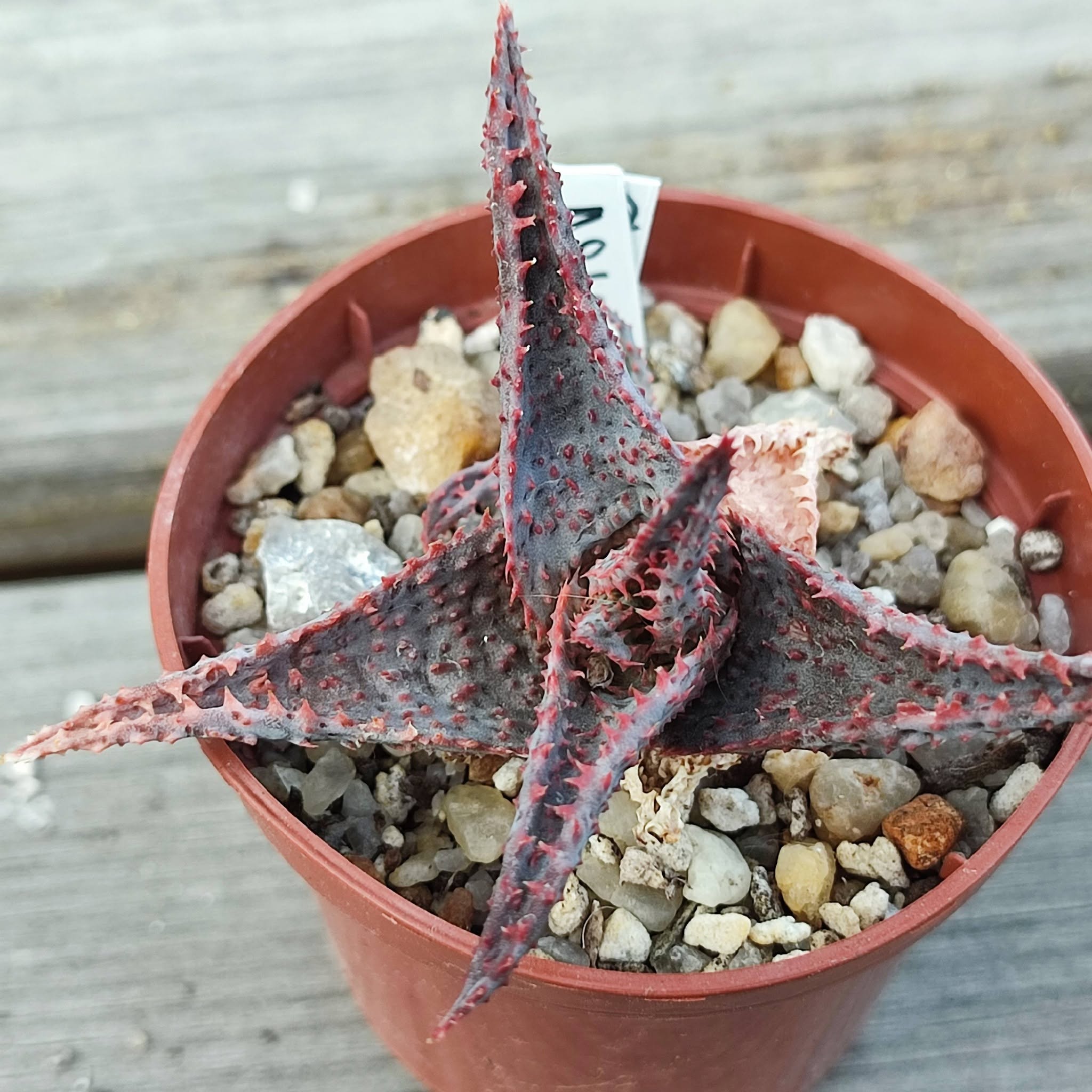 Aloe selection