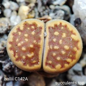 lithops hallii C142A