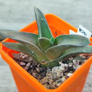 Haworthia Hayashi
