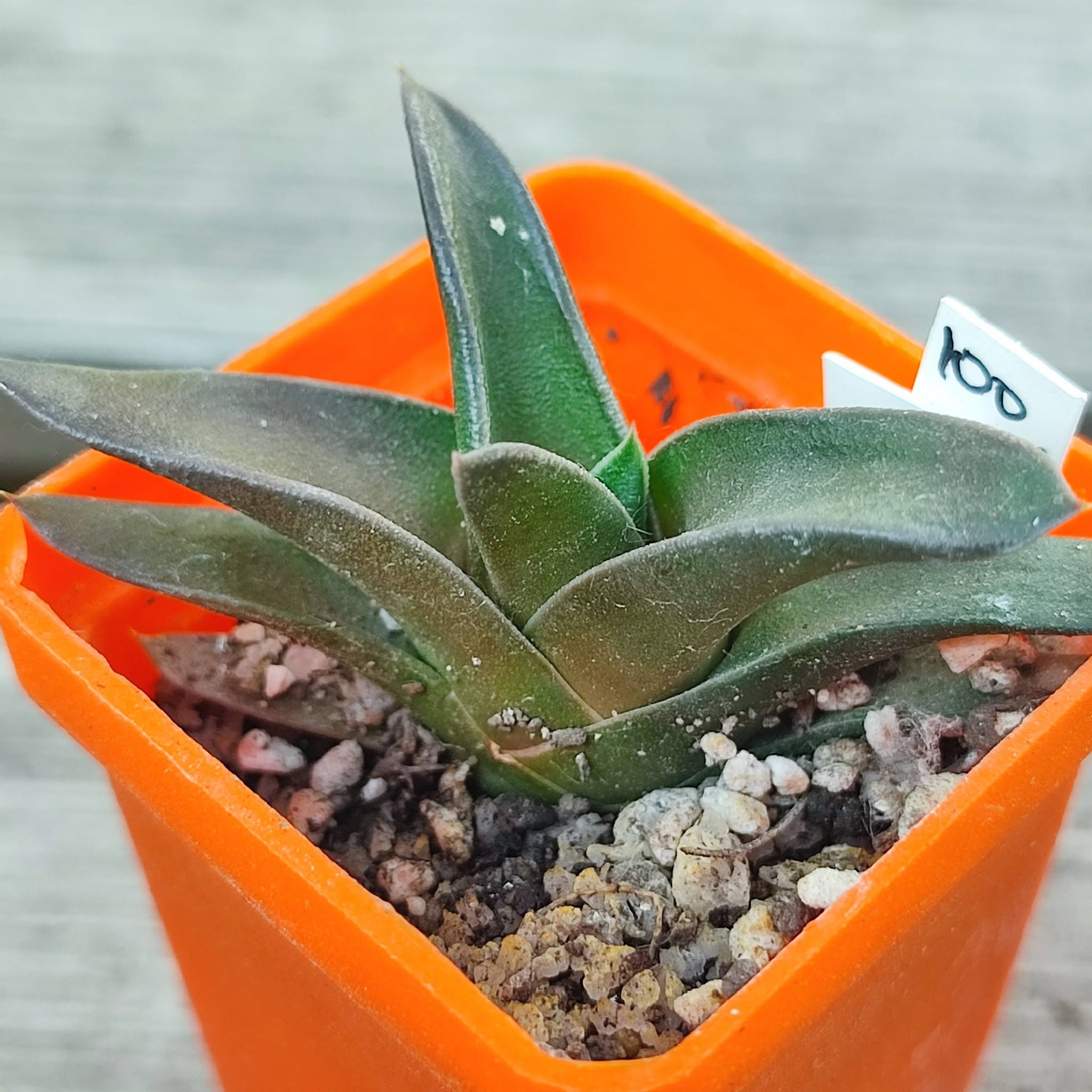 Haworthia Hayashi