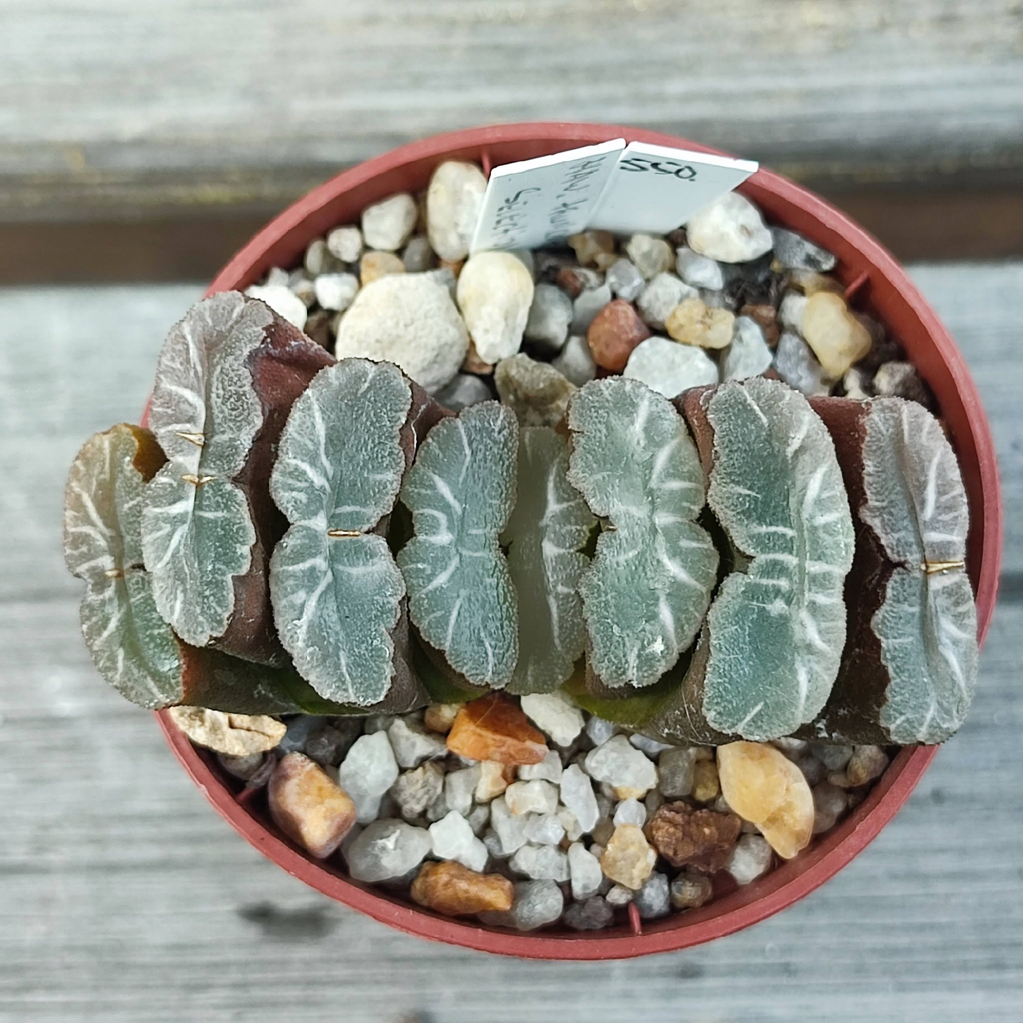 Haworthia truncata selection (на основі Gyoku-ichi)